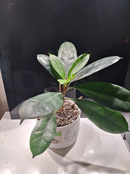 Ficus Orthex Pauliina altakasteluruukussa