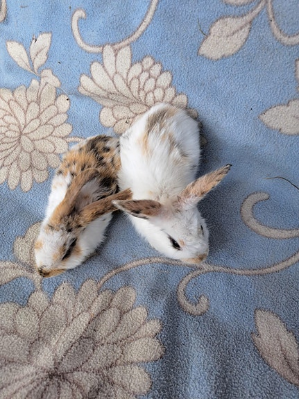 poika puput