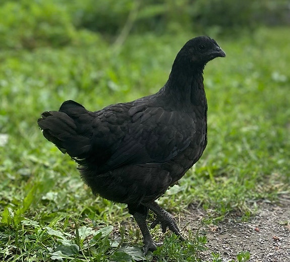 Kanoja