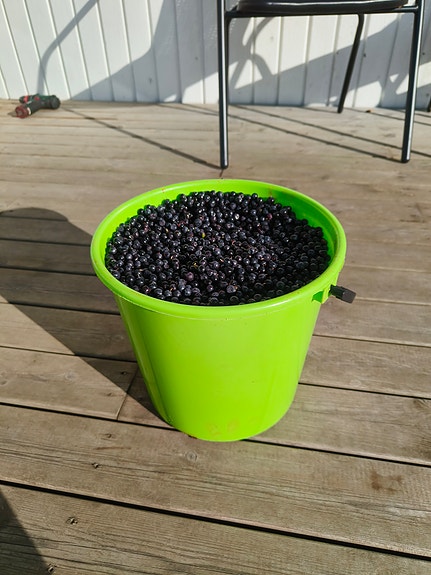 Myydään mustikkaa Alajärvi alueella