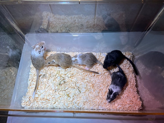Gerbiili, gerbiilin poikasia