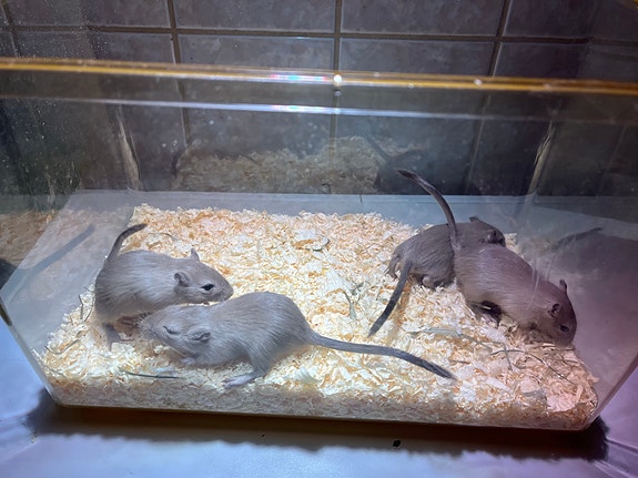 Gerbiili, gerbiilin poikasia