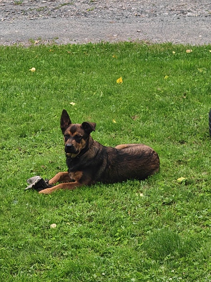 Koira
