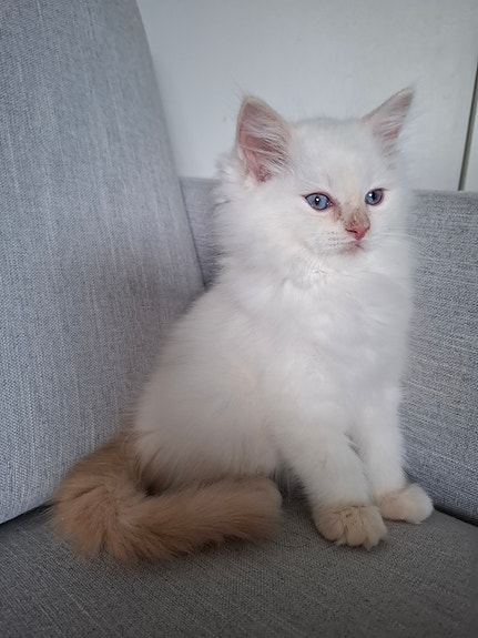 Ragdoll-pojat etsivät omia palvelijoitaan