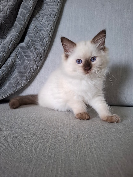 Ragdoll-poika vailla kotia