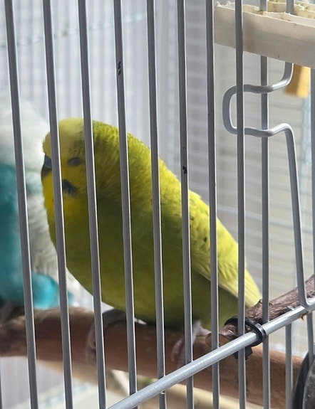 Undulaatti