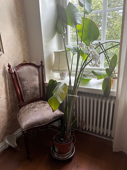 Iso viherkasvi ruukussa