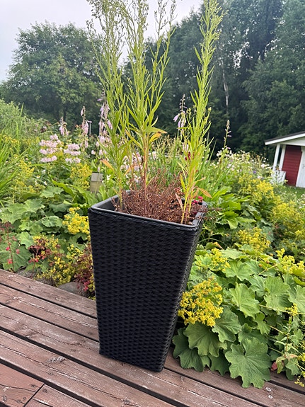 Musta korkea ruukku parvekkeelle tai puutarhaan