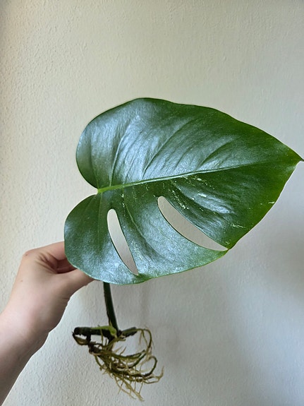 Monstera Deliciosa Albo