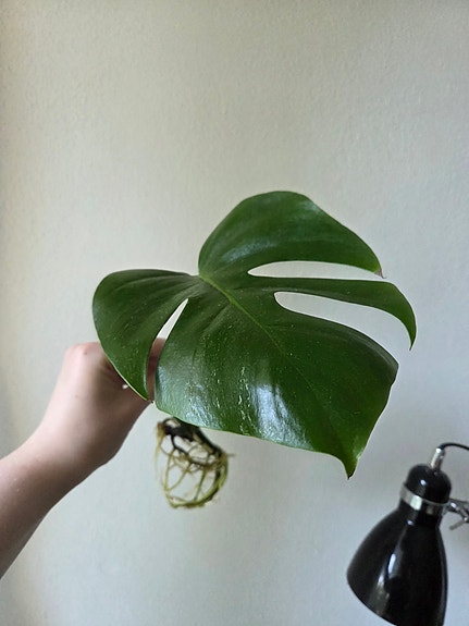 Monstera Deliciosa Albo