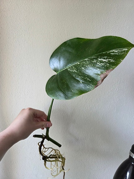 Monstera Deliciosa Albo