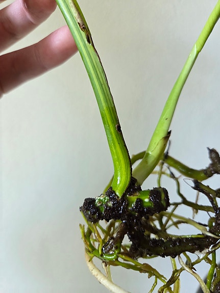 Monstera Deliciosa Aurea