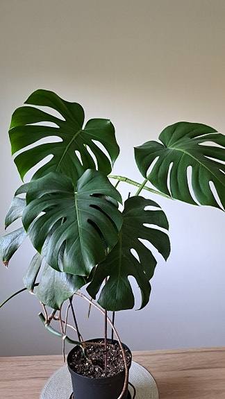 Monstera