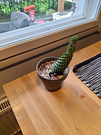 Hauska kaktusmainen Tyräkki + sombrero-hattu ja saviruukku