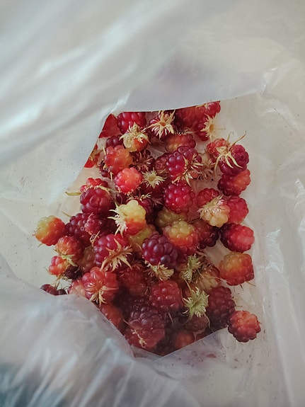 Mesimarjaa 100 g