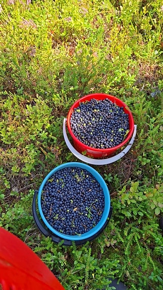Mustikoita myytävänä