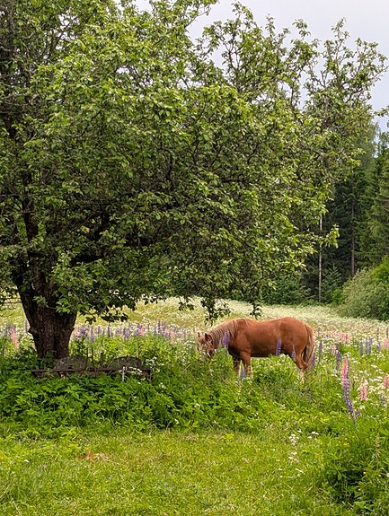 Vuokralle Jkl/Muurame
