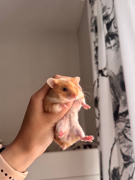 Syyrianhamsteri poikanen (naaras)