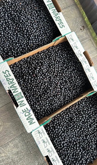 Mustikkaa 10€/kg
