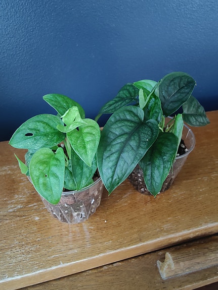 Monstera-setti