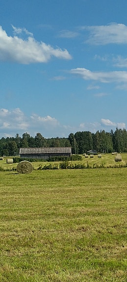 Kuivaheinää pyöröpaaleissa