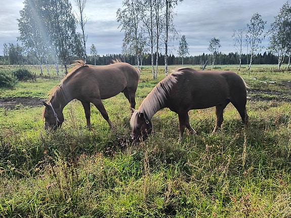 Todella kiltti sh ruuna.