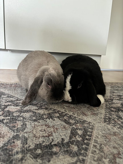 Kääpiölupat