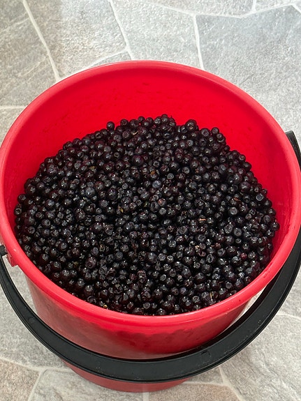 Mustikoita myytävänä 6kg perkattua