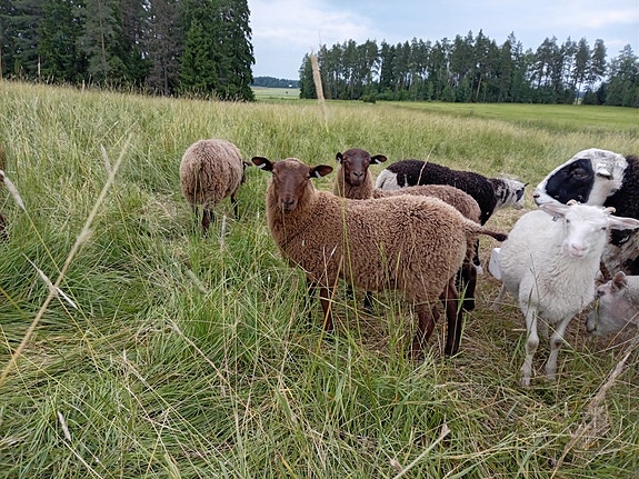 Suomenlammas ja risteytys pässejä