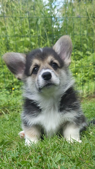 Welsh Corgi Pembroke, uros pennut