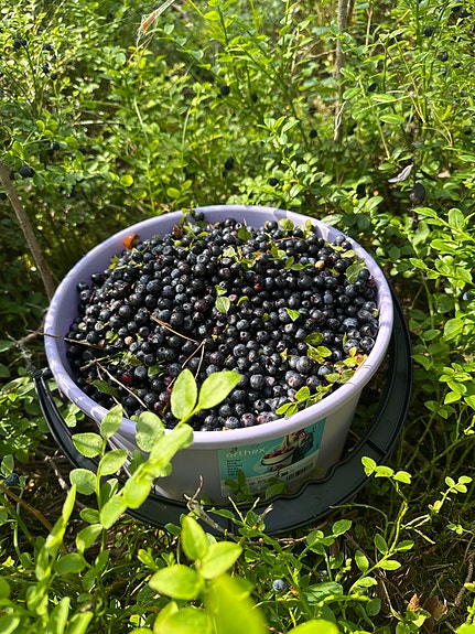 Mustikoita myytävänä