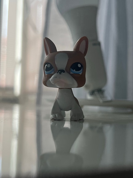Lps koira