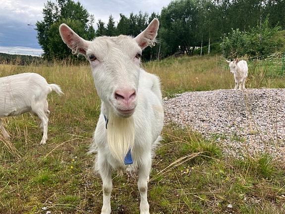 Lypsyvuohia / 2-3 litraa maitoa päivässä