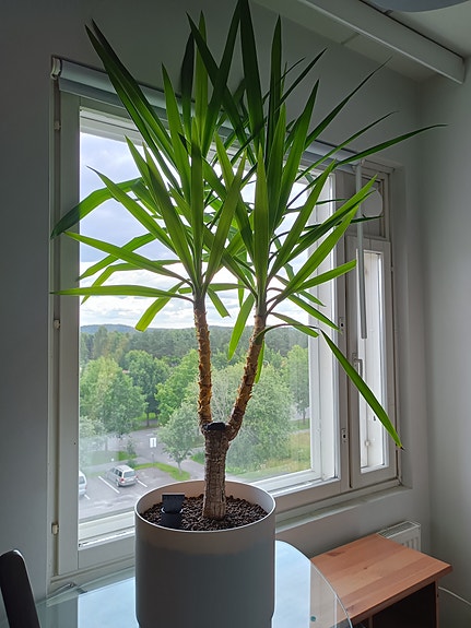 Jukkapalmu 160 cm