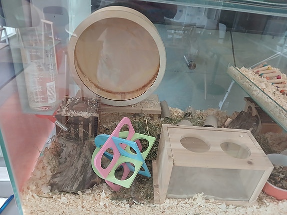 hamsteri ja tarvikkeet