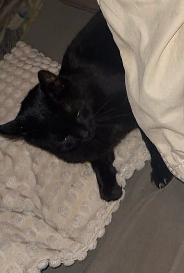 kissa etsii uutta kotia