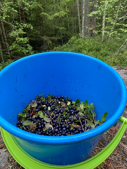 Mustikoita myytävänä 2,2 litraa