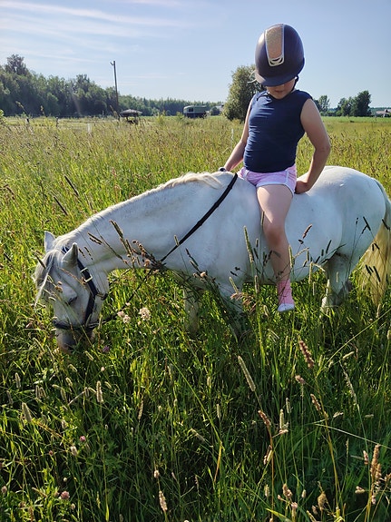 Vuokrataan poni
