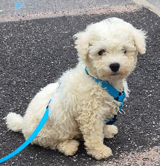 Suloinen Bichon Frisé -urospentu etsii rakastavaa kotia