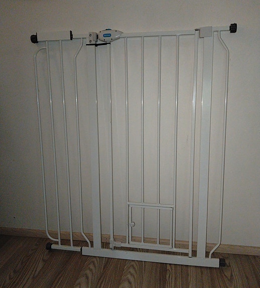 Koiraportti