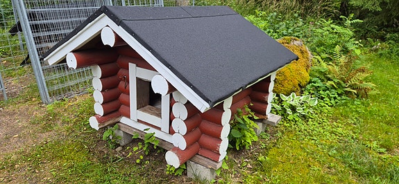 Hirsinen koirankoppi ikkunalla