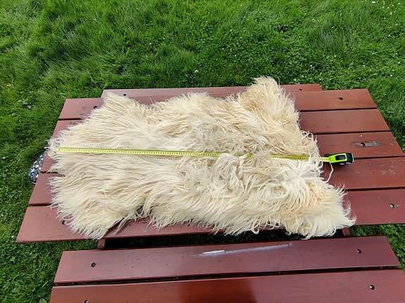 Pitkäkarvainen lampaantalja