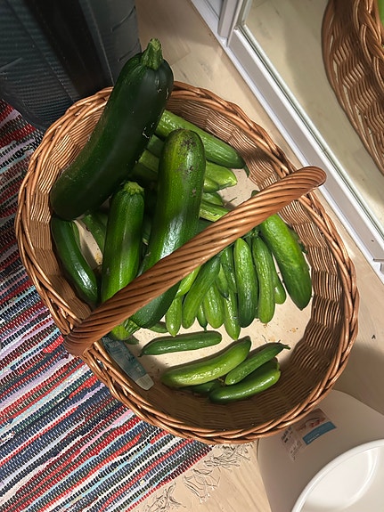 Myydään tuoreita kurkkuja omasta kasvimaasta
