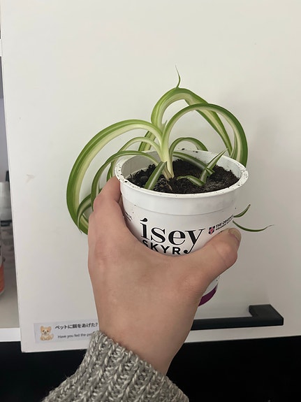 rönsylilja etsii uutta kotia