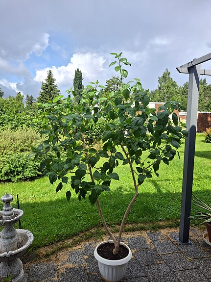 Punainen kiinanruusu