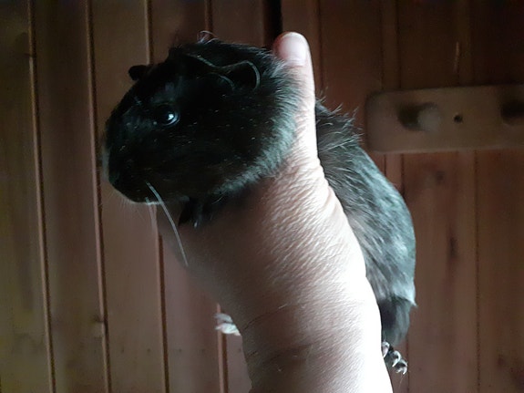 Marsu