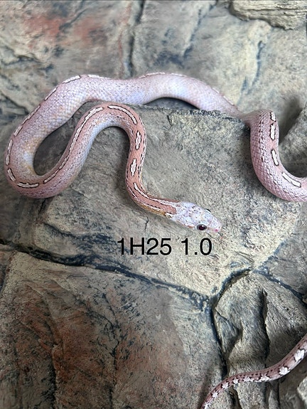 Viljakäärme Ghost Tessera Diffused Pied