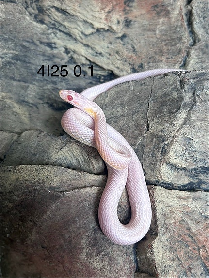 Viljakäärme Hypoberry Snow Stripe/Cube