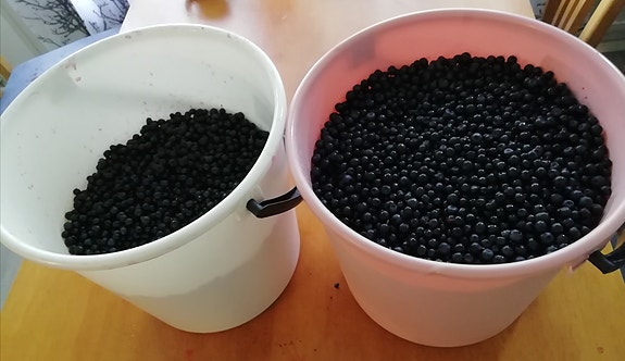puhdistettua mustikkaa myytävänä
