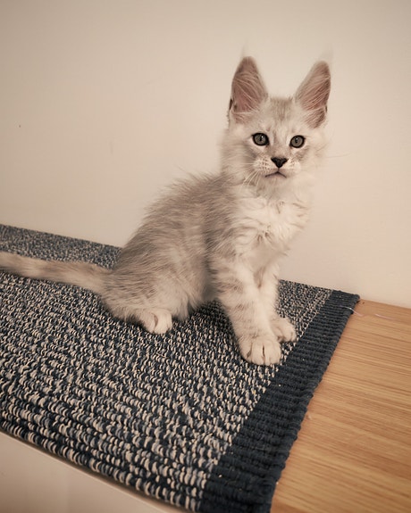 Maine Coon, kissapentu, kissa